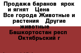Продажа баранов, ярок и ягнят › Цена ­ 3 500 - Все города Животные и растения » Другие животные   . Башкортостан респ.,Октябрьский г.
